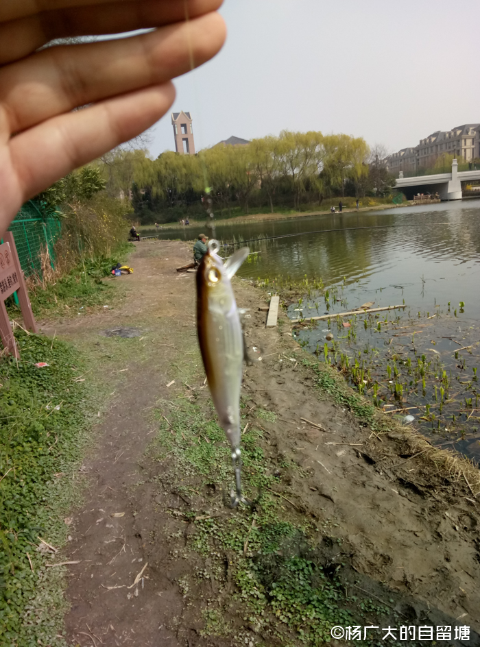 Megabass路亚饵初次下水