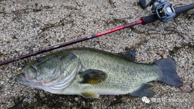 Caramel shad 3.5插铅方法-图片3