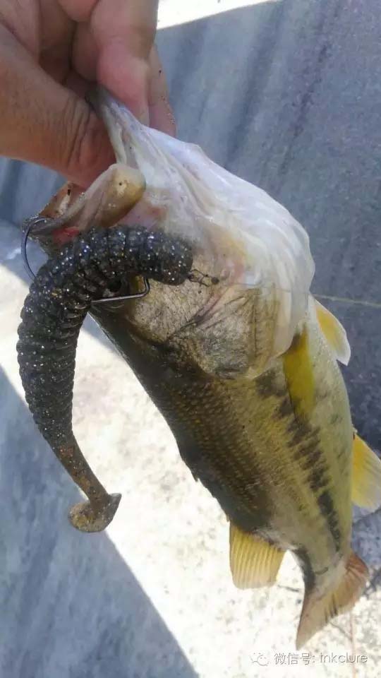 软虫反穿中鱼-2