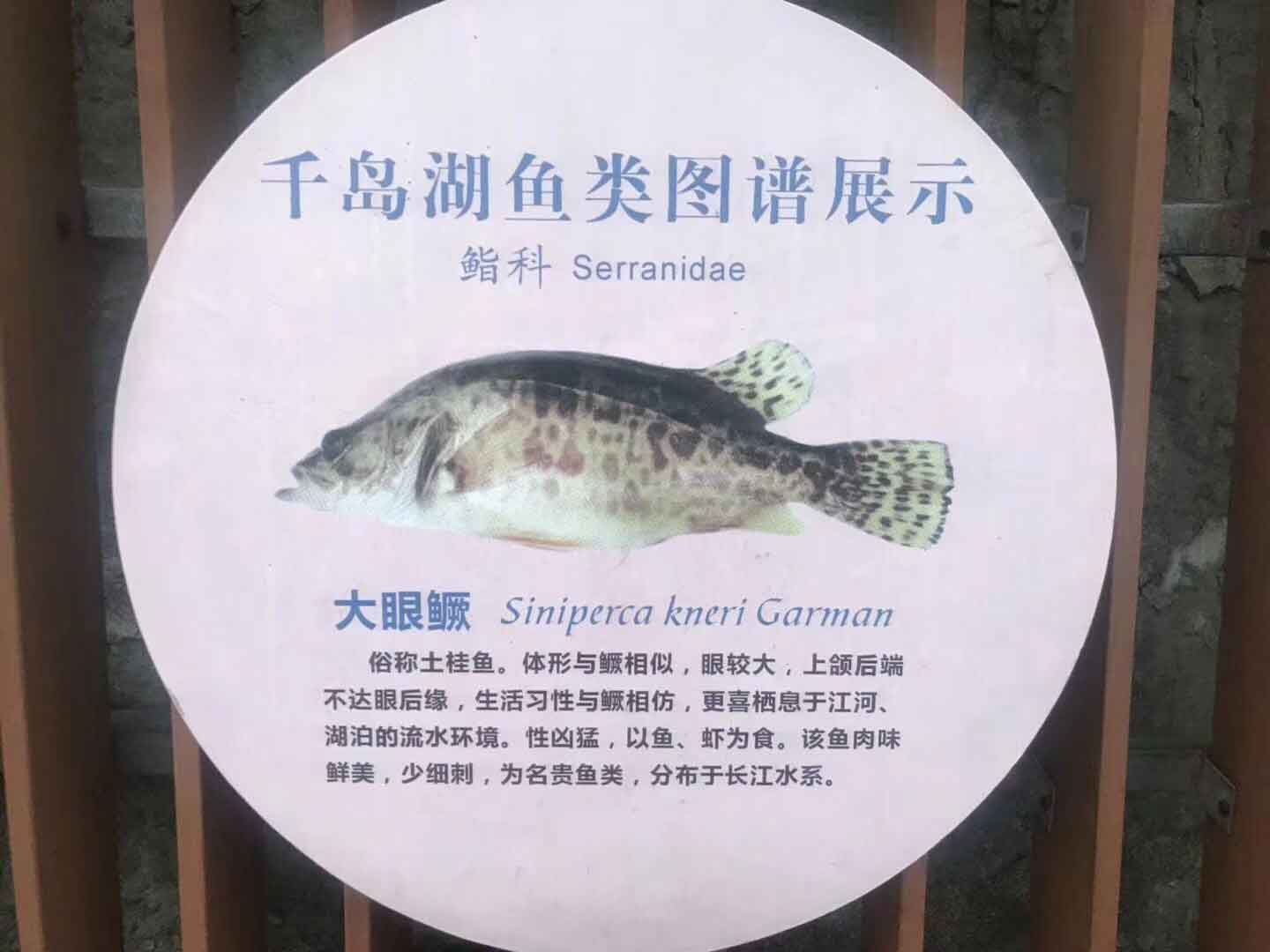 大眼鳜