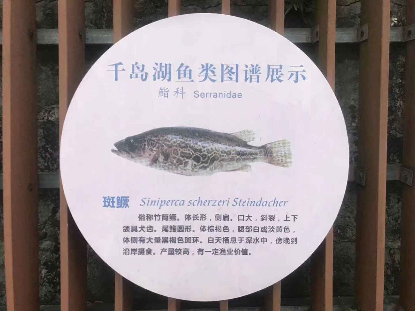 斑鳜