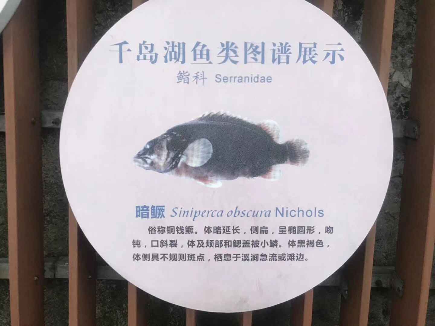 路亚鳜鱼技巧小科普-图片1
