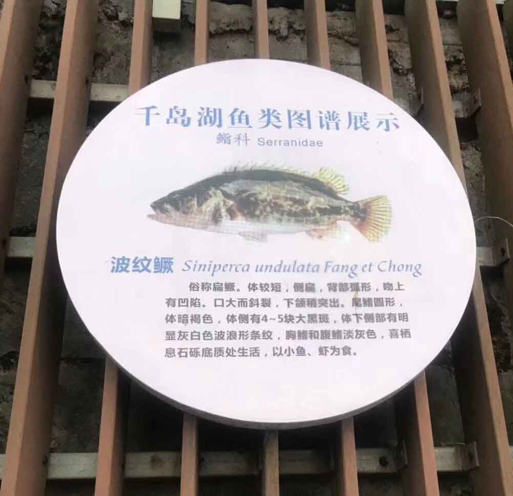 波纹鳜