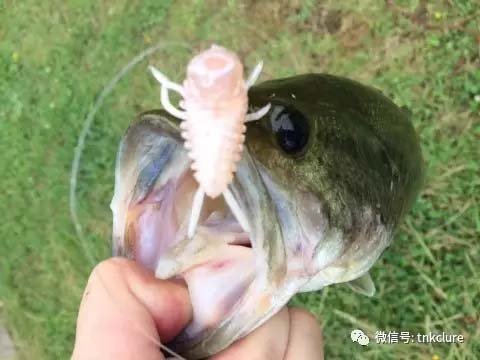 蝉饵中鱼