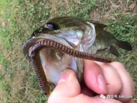 bibibi虫夏季模式开启(含村上晴彦讲解视频)-图片1