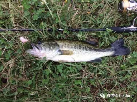 鲈鱼