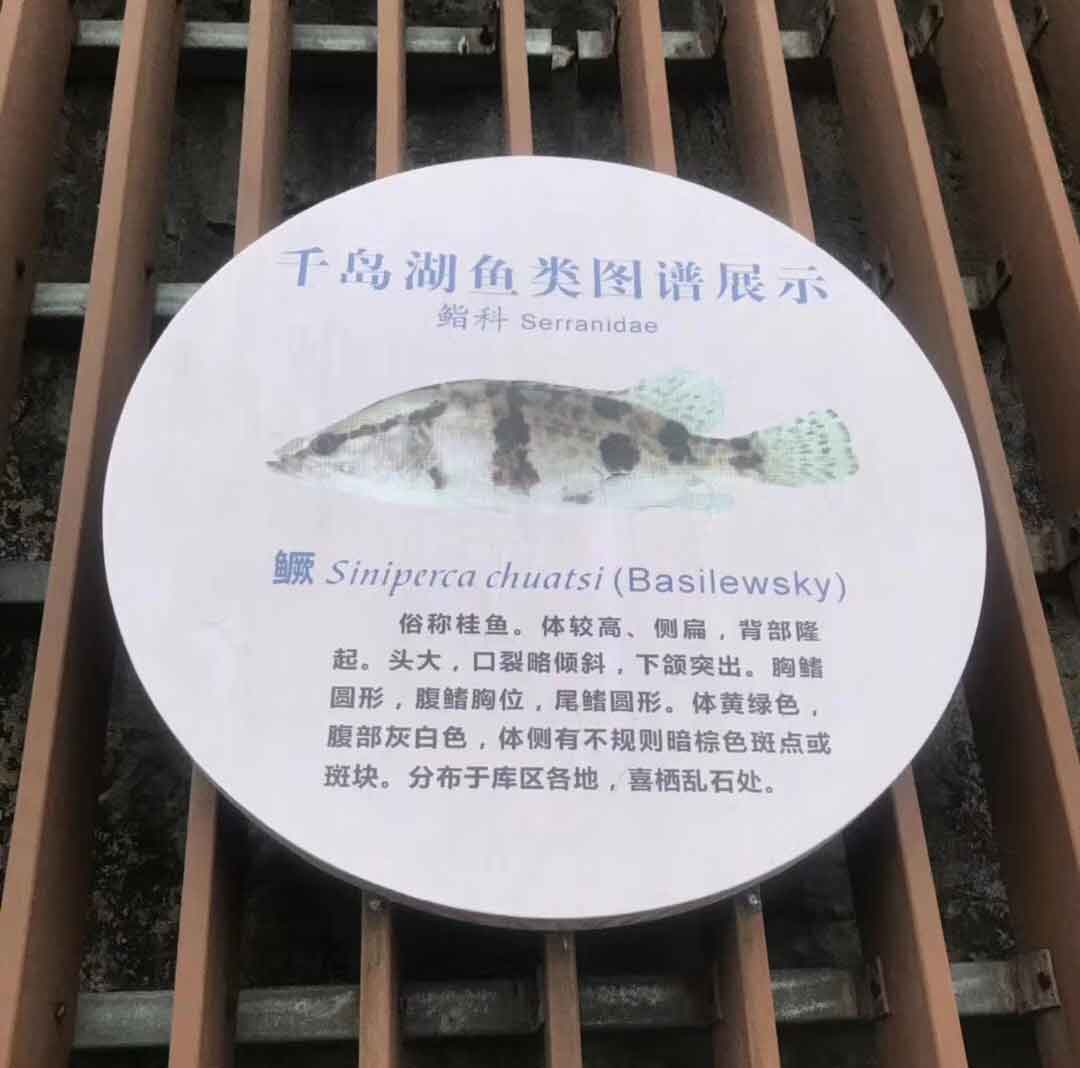 鳜