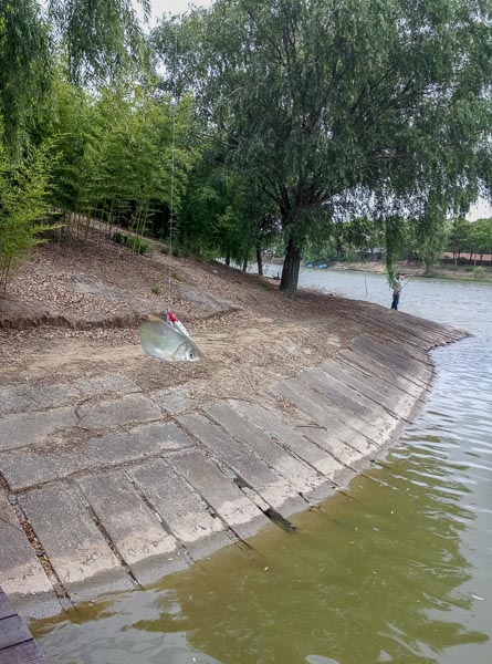 瀛东村路亚探钓之旅——崇明瀛东村东湖景区,追寻巨物的踪迹~-图片2